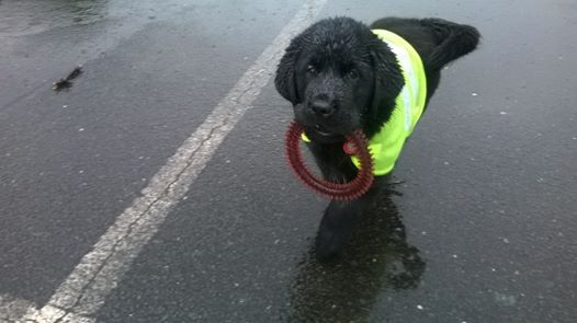 Attached picture Bertie 1st walk 3.jpg